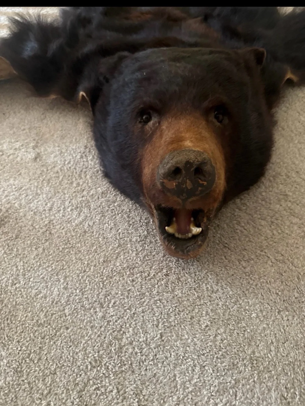 Black Bear Hide Wall Accent - Black Faux Fur Rug